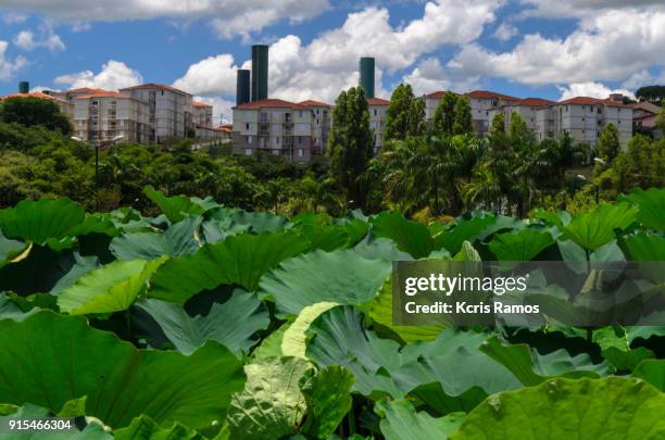 lotus flower-filled lake, in the jambeiro neighborhood of são paulo, brazil - campinas bildbanksfoton och bilder