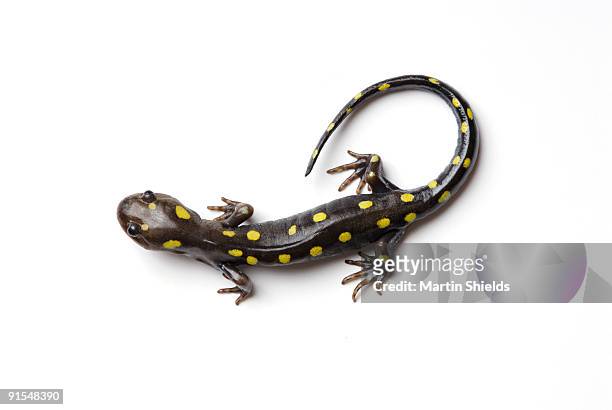 spotted salamander - salamandra fotografías e imágenes de stock