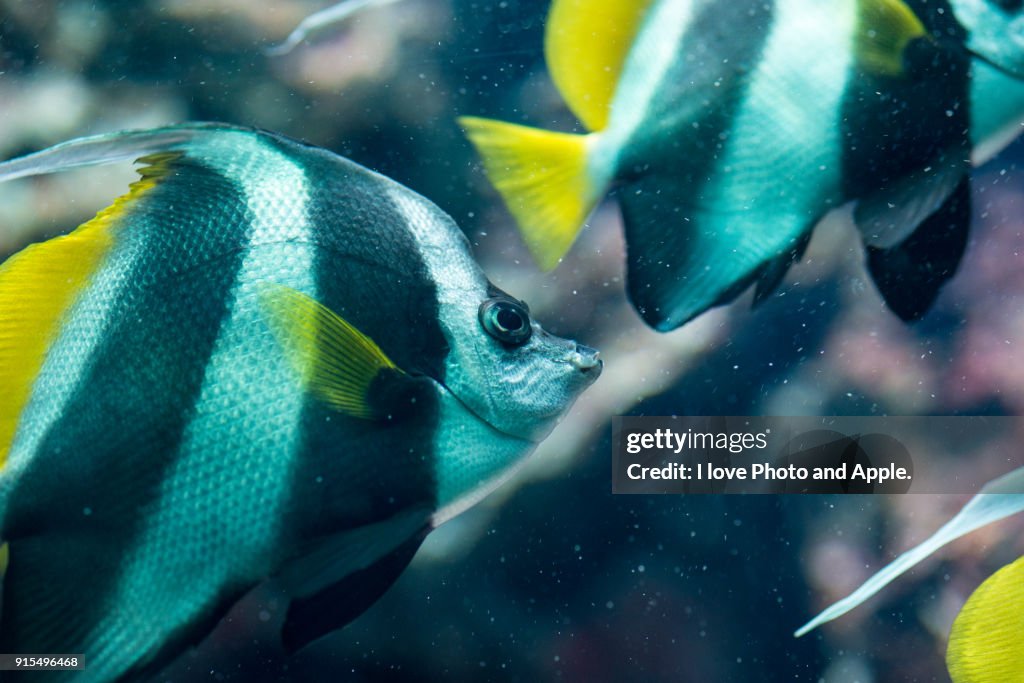 Pennant coralfish