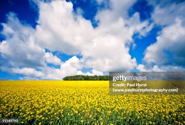 yellow field - ormskirk stock pictures, royalty-free photos & images