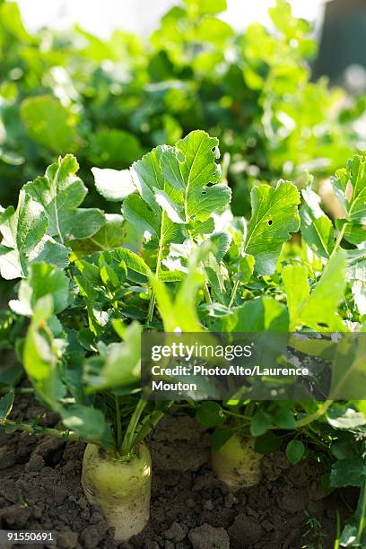 parsnips growing in vegetable garden - dikon radish stock pictures, royalty-free photos & images