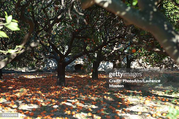 Soft Orange Tree Rotten 1,447 Rotting Orange Stock Photos, High-Res Pictures, and Images ...