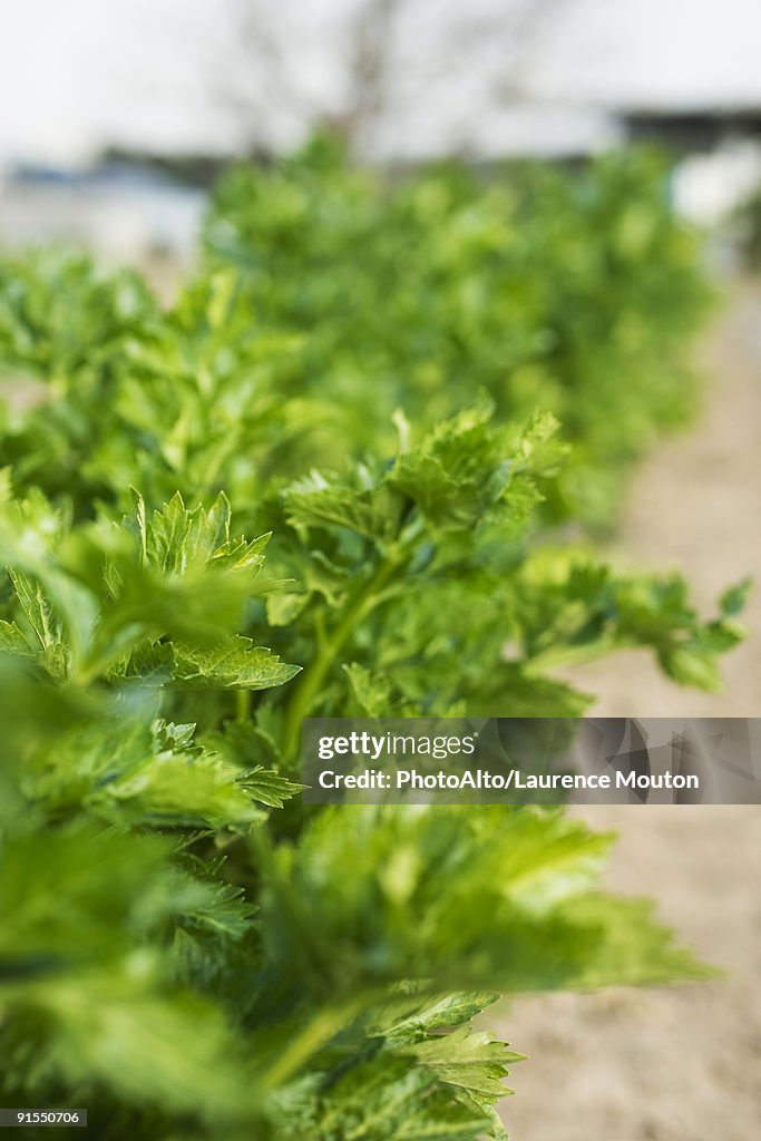 Leafy tops of celery stalks growing in vegetable garden