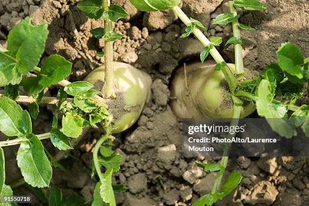 turnips growing in vegetable garden, viewed from above - dikon radish stock pictures, royalty-free photos & images