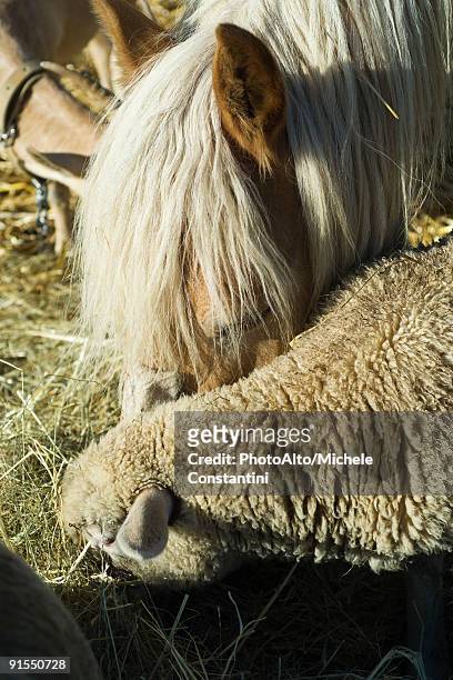 farm animals eating hay from trough - horse trough 個照片及圖片檔