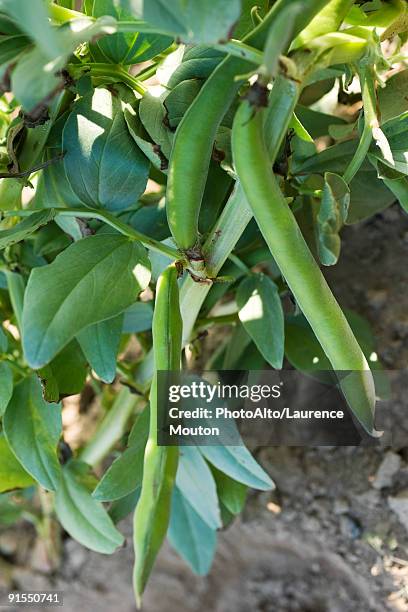 broad bean pods growing on stalk - fava bean stock pictures, royalty-free photos & images