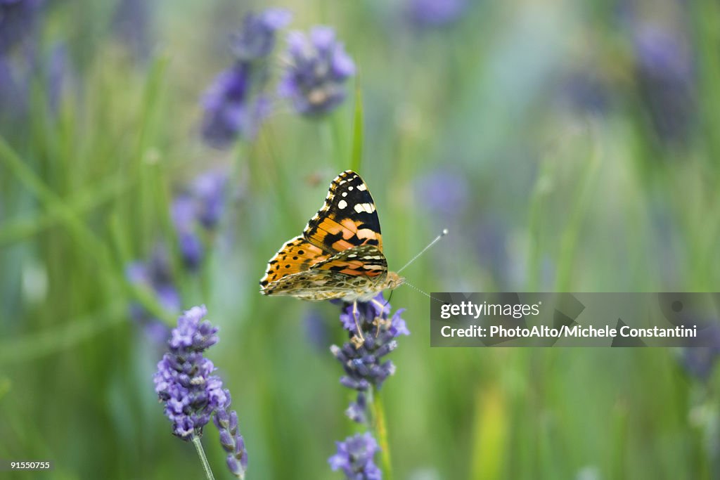 Orange butterfly on lavender flowers