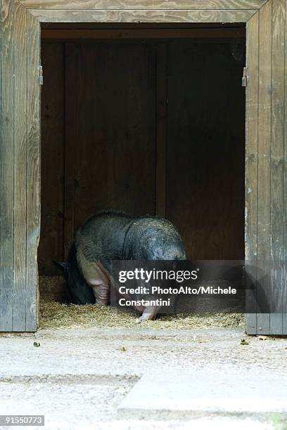 The Black Pigs Photos and Premium High Res Pictures - Getty Images