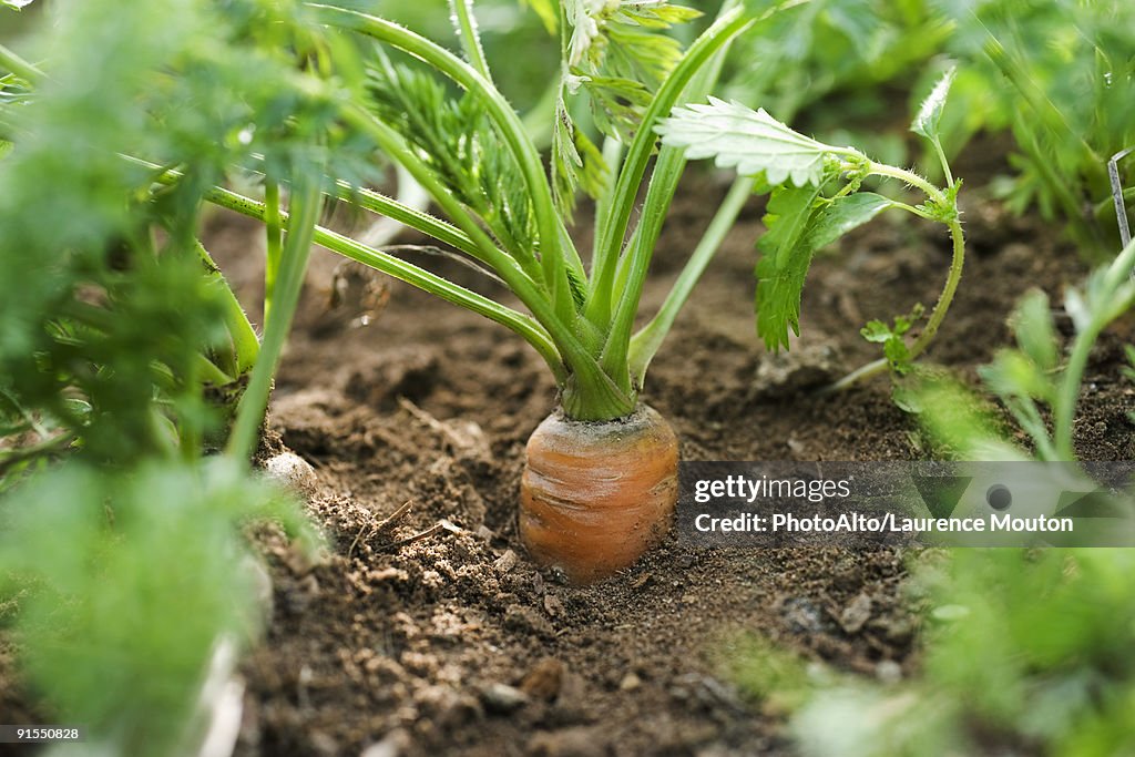 Carrot growing in vegetable garden