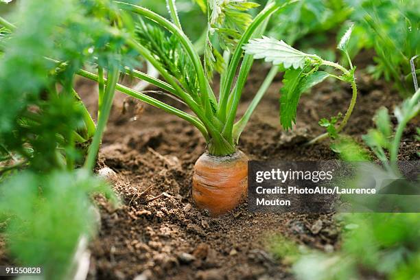 carrot growing in vegetable garden - organic farm ストックフォトと画像