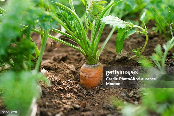 carrot growing in vegetable garden - vegetable garden imagens e fotografias de stock