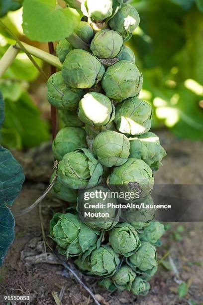 brussels sprout growing on stalk - brussels sprout stock-fotos und bilder