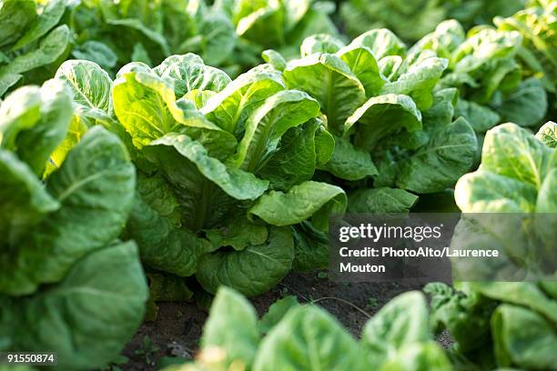 rows of chicory growing in vegetable garden - lettuce stockfoto's en -beelden