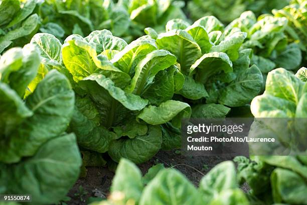 rows of chicory growing in vegetable garden - lettuce stock pictures, royalty-free photos & images