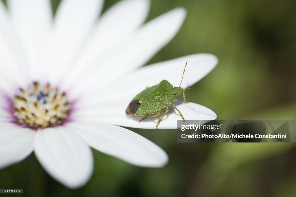 Green stink bug on flower