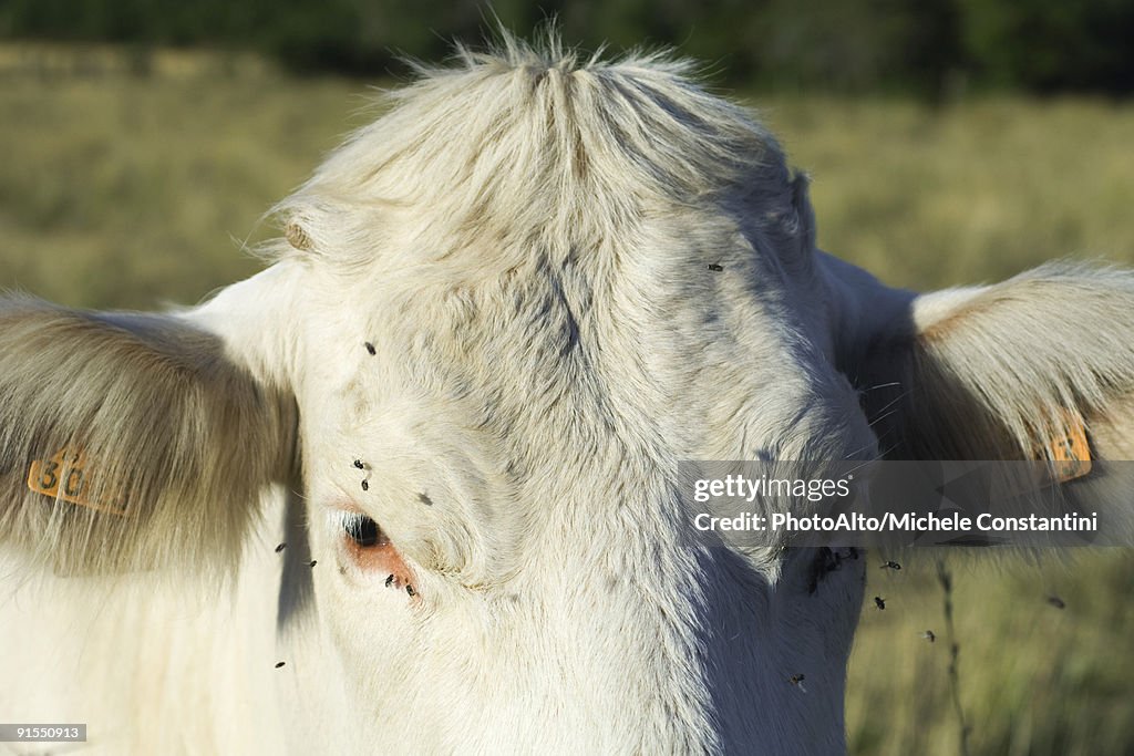 White cow with flies buzzing around its face, close-up