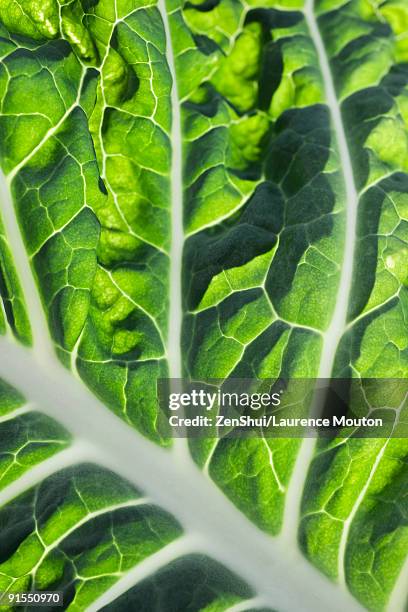 chard leaf, extreme close-up - chard stock pictures, royalty-free photos & images