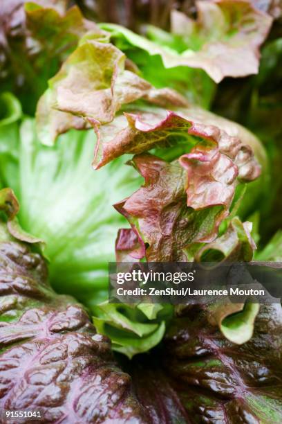 batavia lettuce, close-up - batávia alface - fotografias e filmes do acervo