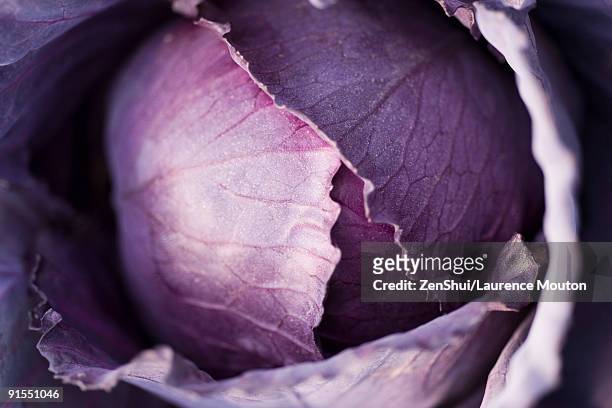 purple cabbage, extreme close-up - red cabbage stock pictures, royalty-free photos & images