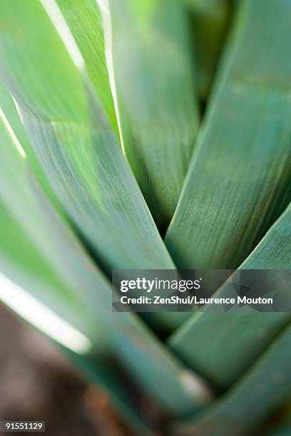 leeks, extreme close-up - poireau photos et images de collection