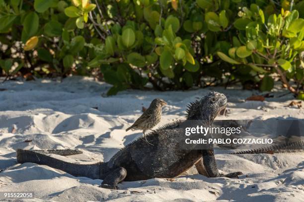 Small Ground Small Ground Finch Photos and Premium High Res Pictures - Getty Images