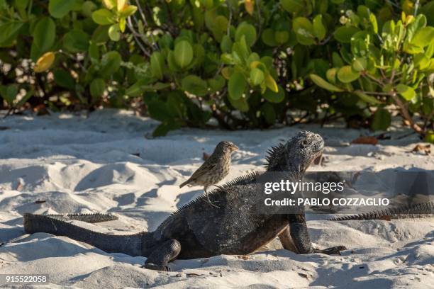 Galapagos marine iguana sunbathe while a small ground finch feeds at Tortuga Bay beach on the Santa Cruz Island in Galapagos, Ecuador, on January 20,...