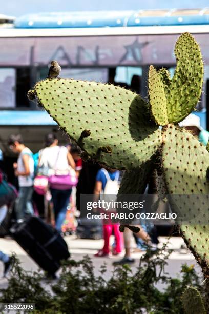 Small ground finch stands on a cactus at the Baltra airport on the Baltra Island , in Galapagos, Ecuador, on January 22, 2018. - Ecuador's growing...