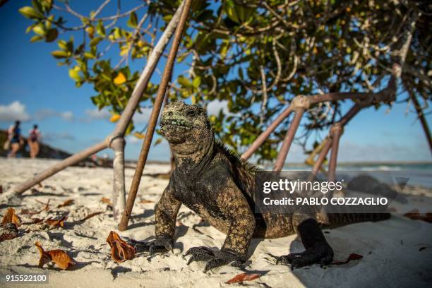 Galapagos marine iguana sunbathe next to tourists at the Tortuga Bay beach on the Santa Cruz Island in Galapagos, Ecuador, on January 20, 2018. -...