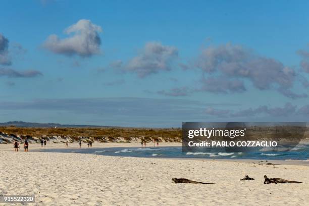 Group of Galapagos marine iguanas sunbathe next to tourists at Tortuga Bay beach, in Santa Cruz Island, Galapagos, Ecuador, on January 20, 2018. -...