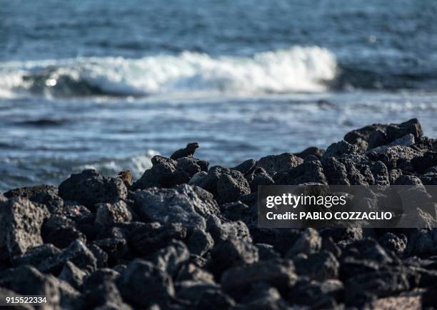 Group of Galapagos marine iguanas sunbathe at Tortuga Bay beach, in Santa Cruz Island, Galapagos, Ecuador, on January 20, 2018. - Ecuador's growing...