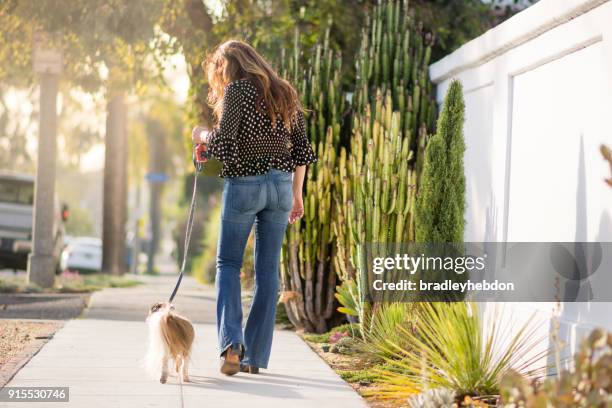 asiatisk kvinna tar sin senior shih tzu hund på en promenad - leksakshund bildbanksfoton och bilder