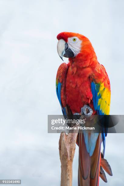 photo of a neotropical parrot called scarlet macaw, ara macao, scientific name, perched on a branch. - yellow perch bildbanksfoton och bilder