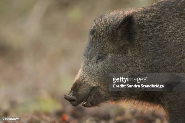 a head shot of a stunning wild boar (sus scrofa) at sunset foraging for food in the forest. - wild boar stock pictures, royalty-free photos & images