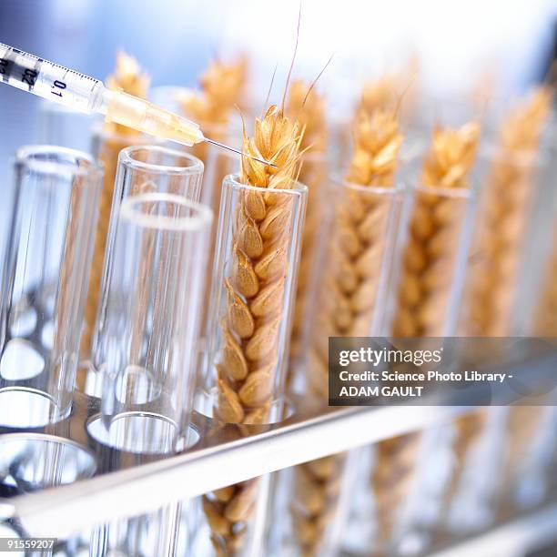 genetically modified wheat in tube - genetically modified food stock pictures, royalty-free photos & images