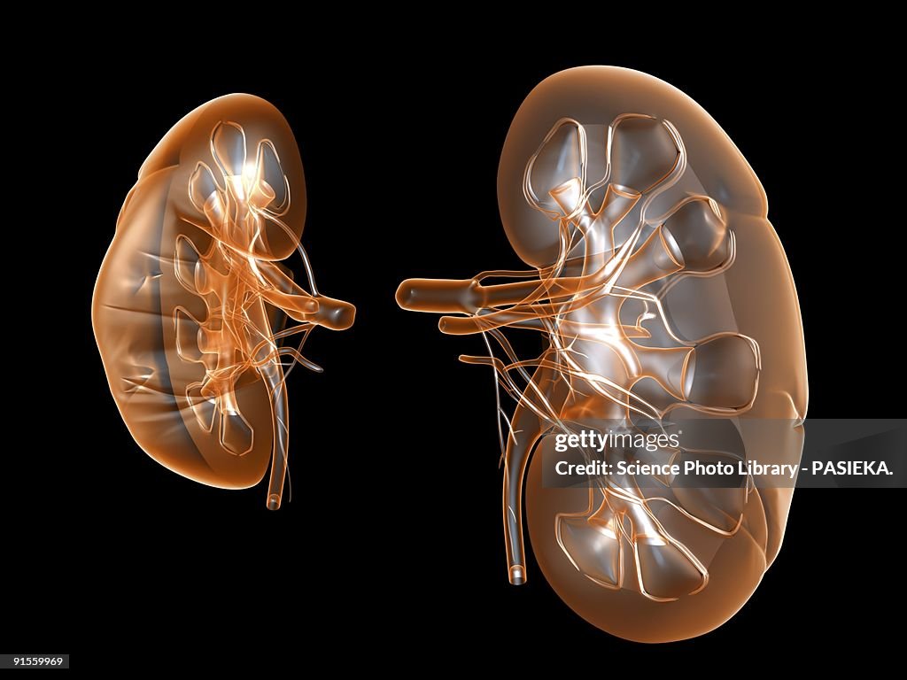 Kidneys