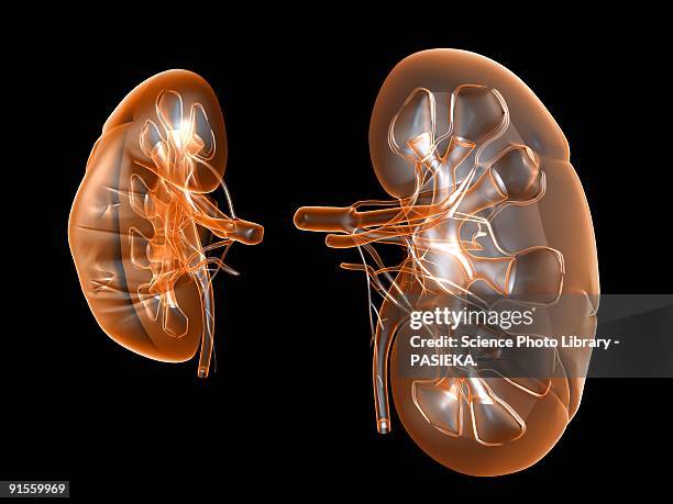 kidneys - tablet digital stock illustrations