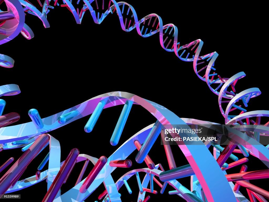 Circular DNA (Deoxyribonucleic Acid) molecule
