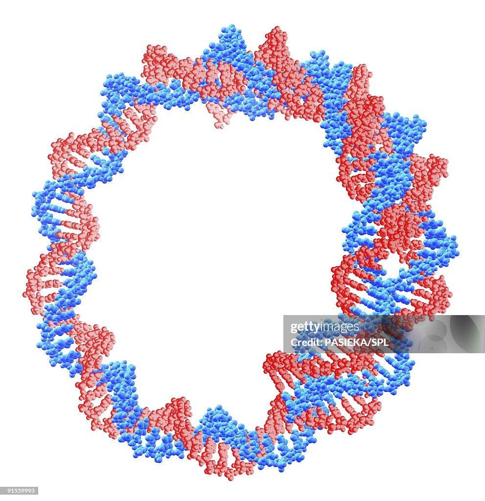 Circular DNA (Deoxyribonucleic Acid) molecule