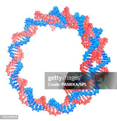 Circular DNA (Deoxyribonucleic Acid) molecule Circular DNA (Deoxyribonucleic Acid) molecule