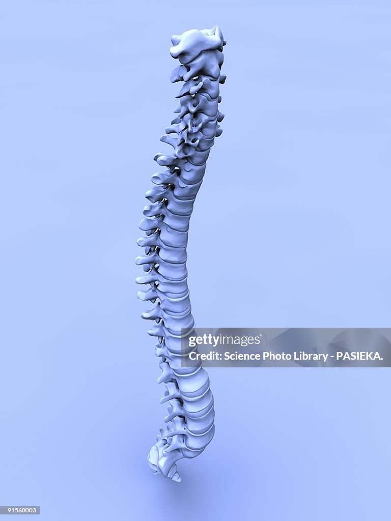 Human spine