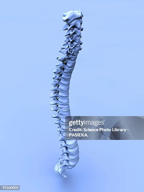 human spine - human vertebra stock illustrations