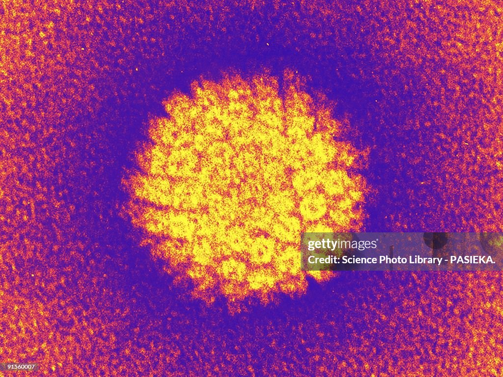 Human papilloma virus