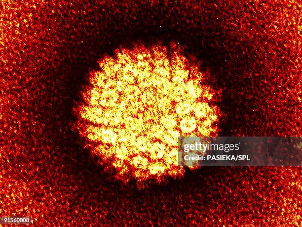 human papilloma virus - hpv stock illustrations