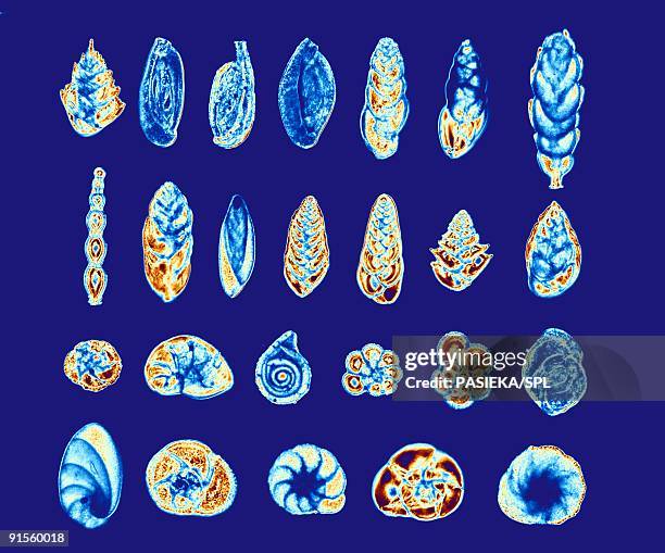 foraminiferans, polarized light micrograph - foraminifera stock illustrations