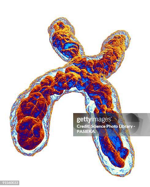 chromosome - chromosome stock illustrations