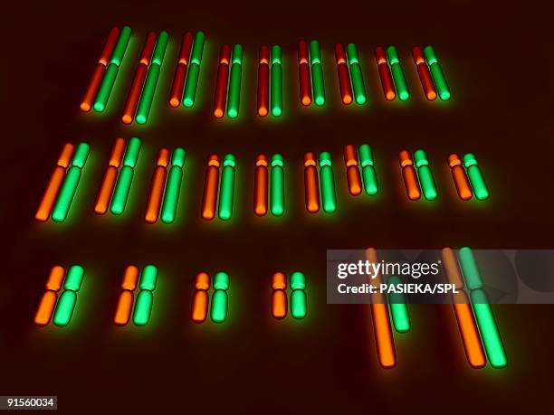 ilustraciones, imágenes clip art, dibujos animados e iconos de stock de human karyotype - centrómero