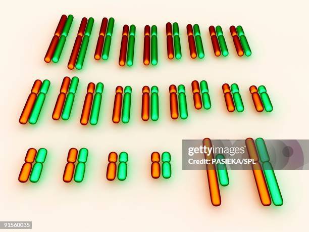 ilustraciones, imágenes clip art, dibujos animados e iconos de stock de human karyotype - centrómero