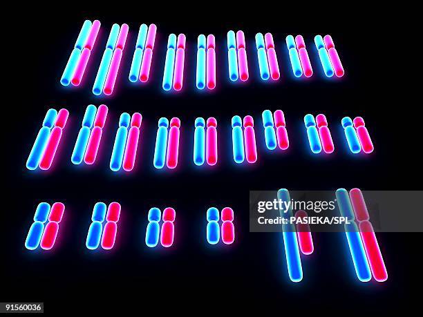 human karyotype - chromosome stock illustrations