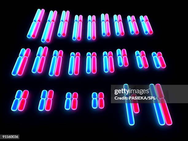 human karyotype - chromatid stock illustrations