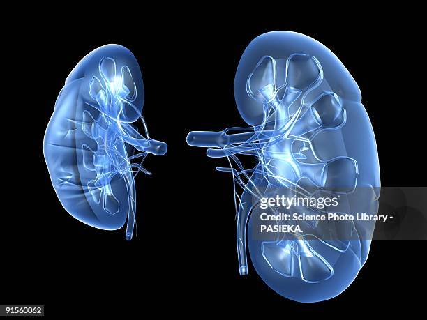 stockillustraties, clipart, cartoons en iconen met kidney - human kidney